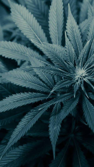 大麻植物特寫，鋸齒狀葉片，冷藍色調。 — 自然 iPhone 壁紙