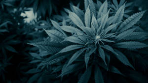 冷藍色燈光下的大麻植物，鋸齒狀葉片。 — 酷炫大麻 壁紙