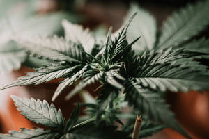 大麻植物的特寫，帶有鋸齒狀的綠色葉子和萌芽的中心。 — 大麻 壁紙
