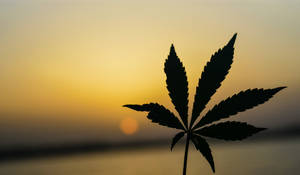 大麻葉剪影映襯水上金色日落 — 酷炫大麻 壁紙