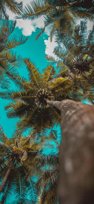iPhone 12 Pro 背景 — iPhone 18 Pro Max 壁紙