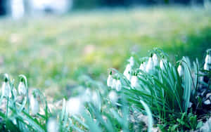 白色雪花蓮在柔和的春日裡於綠草中綻放。 — 冬季風景 壁紙