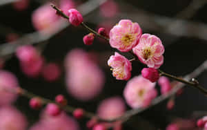 粉紅梅花在樹枝上，背景柔和模糊。 — 暗色花卉 壁紙