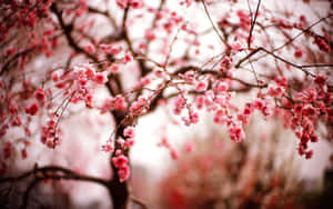粉紅櫻花在樹枝上，背景柔和模糊。 — 櫻桃 壁紙