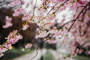 粉紅櫻花在樹枝上，背景柔和模糊。 — 春天花朵 壁紙