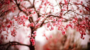 春天，粉紅櫻花在深色樹枝上綻放。 — 冬季美學 壁紙