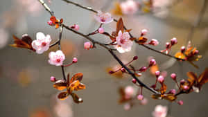 春天樹枝上的粉紅櫻花和銅色葉子。 — 棕櫚樹日落 壁紙