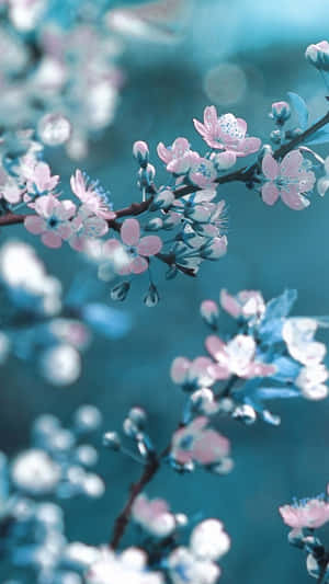 樹枝上的粉紅櫻花，青綠色背景模糊 — 春天花朵 壁紙