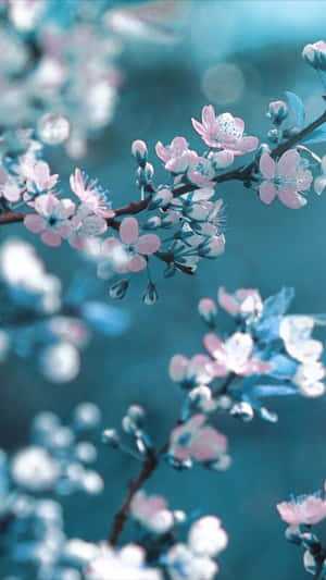 粉紅櫻花在樹枝上，青綠色背景模糊 — 春天花朵 壁紙
