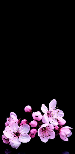 粉紅櫻花在黑色背景下綻放，柔和光線。 — 悟空黑 iPhone 壁紙