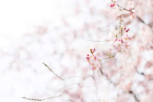 粉紅櫻花在枝條上，背景柔和模糊。 — 櫻島麻衣 壁紙
