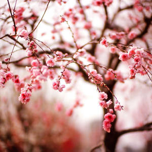 粉紅櫻花在枝條上，背景柔和模糊 — 春天花朵 壁紙