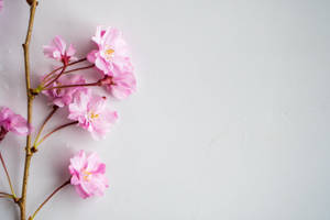 粉紅櫻花在枝條上，背景是白色紋理。 — 粉嫩粉彩美學 壁紙