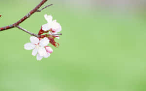 粉紅櫻花在枝條上，綠色背景 — 花朵美學動態圖 壁紙