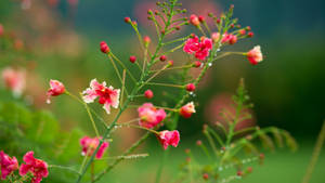 花園中綠色莖幹上帶有露珠的粉紅花朵 — 粉色花朵 壁紙