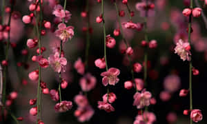 粉紅花朵從枝條上垂落，柔焦效果 — 粉色花朵 壁紙