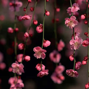 粉紅櫻花懸掛在樹枝上，背景柔和模糊。 — 櫻島麻衣 壁紙