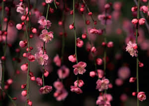 粉紅花朵從枝條上垂落，背景柔和模糊。 — 春天花朵 壁紙
