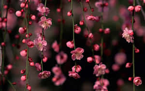 粉紅花朵從枝條上垂掛，背景柔和模糊。 — 庫洛魔法使 壁紙