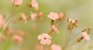 粉紅野花在柔焦的自然環境中輕輕搖曳。 — 自然風景動圖 壁紙