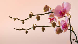 粉紅蘭花和花蕾在纖細的莖上，襯以柔和的蜜桃色背景。 — 粉嫩粉彩美學 壁紙