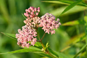 粉紅色馬利筋花，蜜蜂在其中一叢花上，周圍是綠葉。