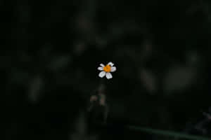 雛菊美學電腦 — 雛菊 壁紙