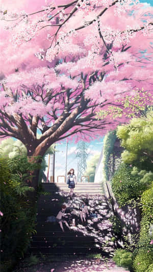 學生們在櫻花樹下玩耍，花瓣飄落在石階上。 — 櫻島麻衣 壁紙