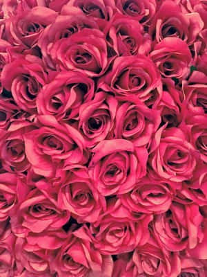 密集排列的粉紅玫瑰，花瓣細節豐富。 — 自然 iPhone 壁紙