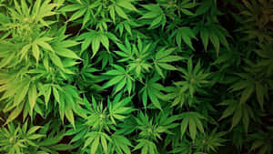 特寫鏡頭，展示了茂盛的綠色大麻葉，邊緣有鋸齒。 — 植物美學 壁紙