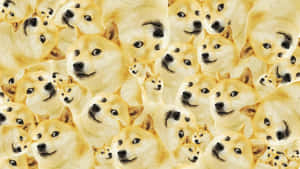 桌布上有許多柴犬狗臉，以重複圖案排列。 — 野生動物 壁紙