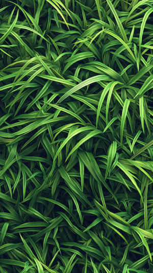 茂盛綠色草葉的近距離特寫，帶有明亮高光和深邃陰影 — 花園 壁紙