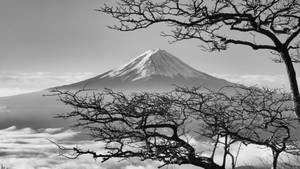 透過光禿樹枝看到富士山在黑白雲海之上。 — 日式 壁紙