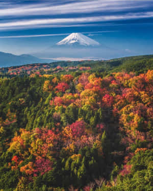 藍天下色彩繽紛的秋日森林上方的富士山雪峰 — 富士山 壁紙
