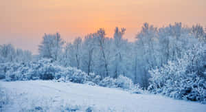 在雪地上柔和的橙色日出下，被霜覆蓋的樹木和灌木。 — 冬季風景 壁紙