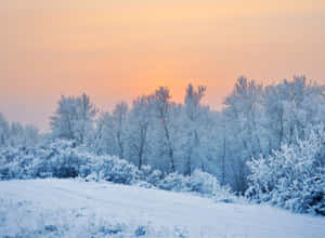 霜覆蓋的樹木和雪地，在溫暖的日出天空下 — 冬季風景 壁紙