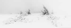 霧濛濛的冬季景觀中白雪覆蓋的樹木和地面。 — 冬季美學 壁紙