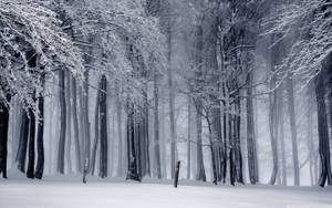 積雪的森林，光禿的樹木和霧氣瀰漫 — 冬季風景 壁紙