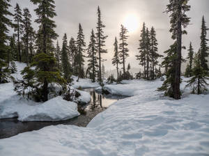 在柔和陽光下，白雪覆蓋的森林，有常青樹和小溪。 — 冬季風景 壁紙