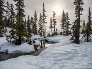 陽光明媚下，白雪覆蓋的森林，有常青樹和小溪。 — 冬季風景 壁紙