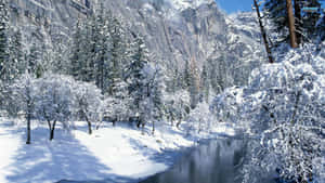 晴朗冬日，山谷中白雪覆蓋的樹木和河流。 — 酷寒冬季 壁紙
