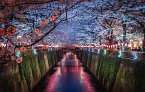 櫻花點綴著夜晚燈光璀璨的運河，水面倒影清晰。 — 燈泡 壁紙
