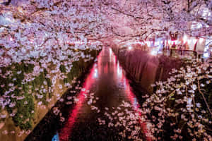 夜晚運河旁的櫻花映照著紅色燈籠的光芒。 — 東京喰種風格 壁紙