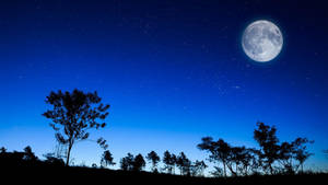 滿月在星空夜空下照耀著樹木剪影。 — 高畫質月亮 壁紙