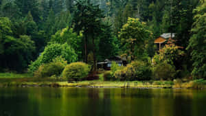 平靜的湖邊，質樸的小屋被茂密的綠色森林環繞。 — 風景 壁紙