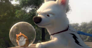 Bolt 圖片 — 寵物動圖 壁紙