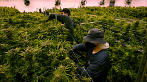 戴口罩的工人在室內種植室照料大麻植物。 — 植物美學 壁紙