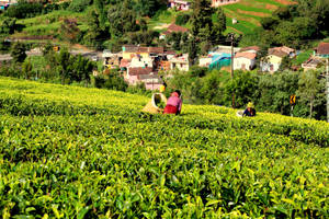 茶農在靠近山邊村莊的茂密綠野中採集茶葉。 — 茶園 壁紙