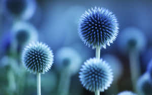 柔焦冷色調的帶刺藍色薊花。 — 花朵 壁紙