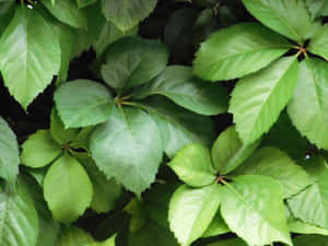 帶有鋸齒邊緣和可見葉脈的茂盛綠葉特寫。 — 花園 壁紙